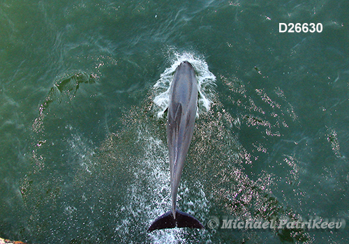 Common Bottlenose Dolphin (Tursiops truncatus)